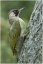Green Woodpecker On Tree Trunk